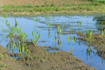 field flooded with damage from water