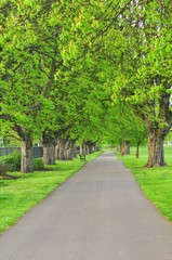 Empty alley in park with green trees