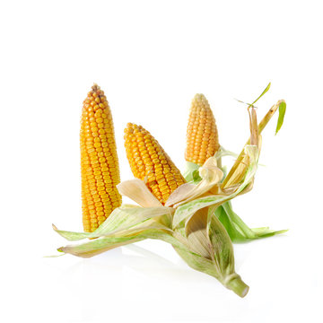 Corn Cobs on White Background
