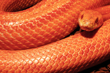 Grass Snake - Ringelnatter