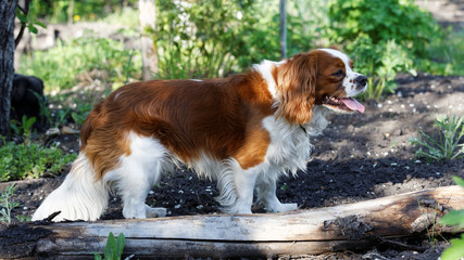 Walking King Charles Spaniel