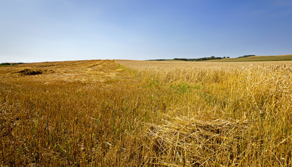 Cut wheat  