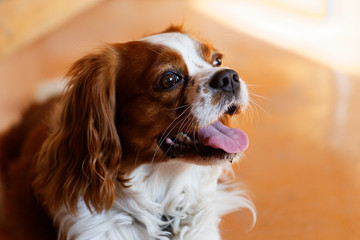 King Charles Spaniel Looking Up