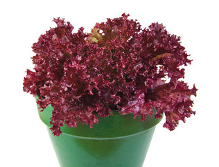 Oak Leaf lettuce planted in a green pot isolated on a white