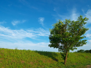 青空と土手の木