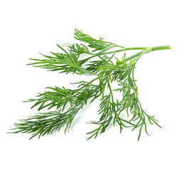 dill isolated on white background