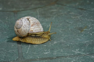 Burgundy snail