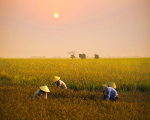 Vietnam farmer havesting rice on field at early morning