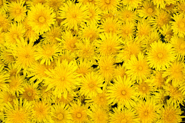 Background of yellow Dandelion