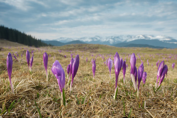 Fototapeta premium Flowers in the mountains