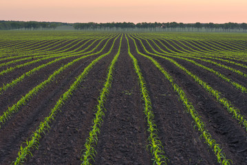 Field of young corn