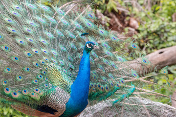 Obraz premium Peacock show-off