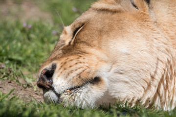 Sleeping Lioness