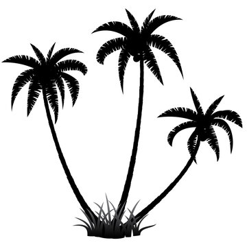 Palm trees silhouette on white background, vector illustration