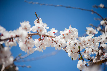 Apricot blossom in Pakistan