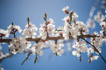Apricot blossom in Pakistan