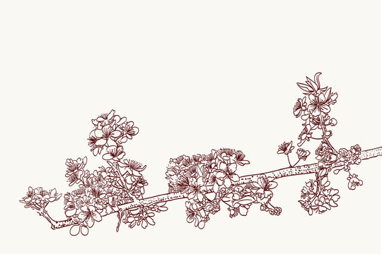 stylized sakura flowers drawing in two colors