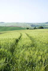 Obraz premium Cereal crops and farm in Tuscany