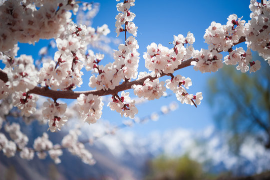 Fototapeta Apricot blossom in Pakistan