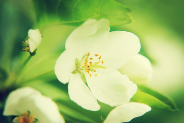 Obraz premium Close up of blossoming apple tree flower. Shallow depth of field