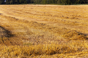 field with straw  