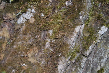 мох на дереве