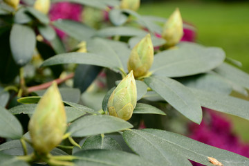 Rhododendron buds