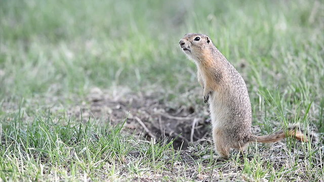 Screaming gopher (ground squirrel)