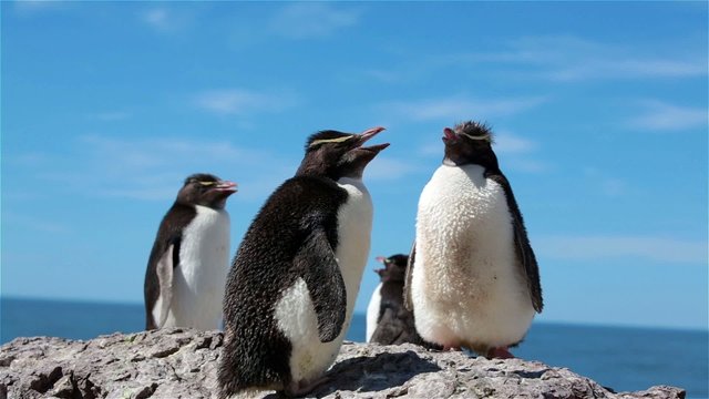 Rockhopper penguin, Puerto Deseado, Patagonia, Argentina