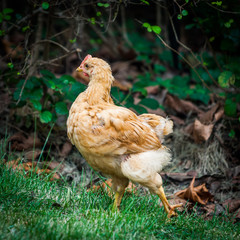 Huhn