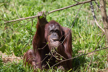 Orangutan © BAHADIR YENICERI
