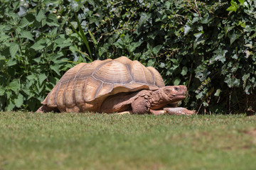 Aldabra Giant Tortoise