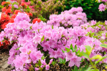rhododendron bush