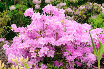 Obraz premium rhododendron bush