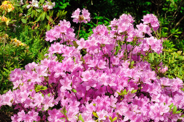 rhododendron bush