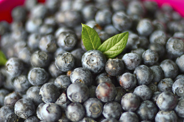 Blueberries berry.