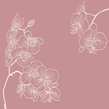 orchid flowers illustration as frame background
