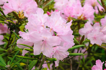rhododendron bush