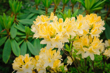 rhododendron bush