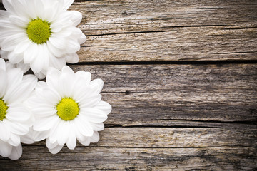 Obraz premium White flowers.