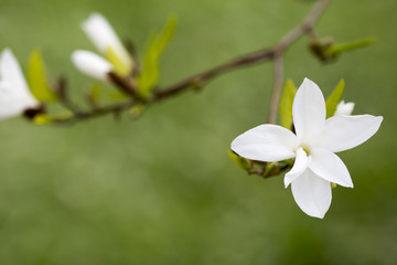 Magnolia.