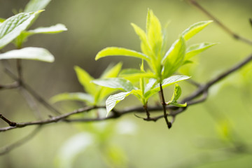 Obraz premium Tree.