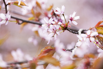 Obraz premium Pink cherry blossom in Helsinki