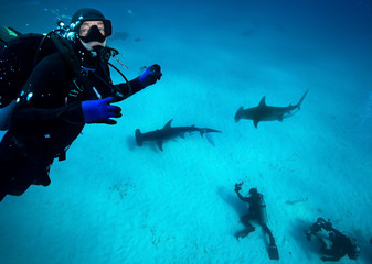 Diver and Great Hammerhead sharks.