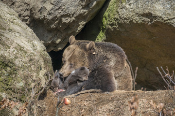 brown bear - Ursus arctos