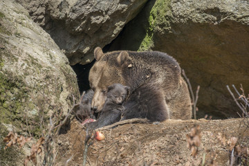 brown bear - Ursus arctos