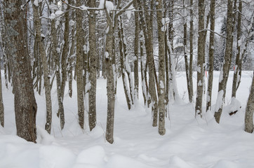 inverno panorama invernale neve nevicata 