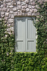 Closed wooden window on stone wall with plants and green