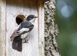 Flycatcher