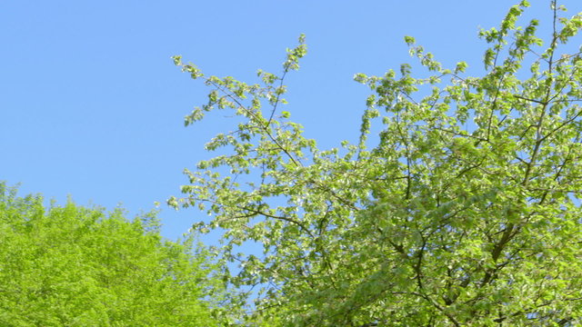 Nature - Branches full of Fresh Green Leaves - camera pan